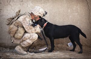 soldier and service dog