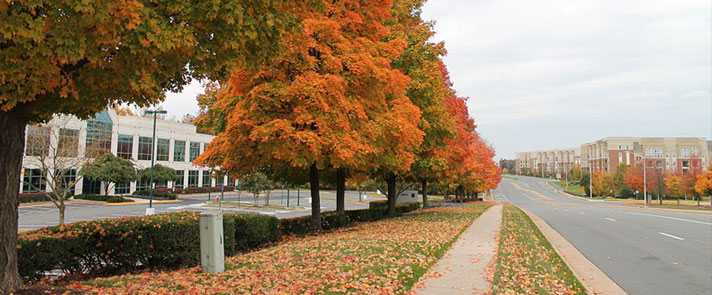 Herndon VA and their Fall Colors